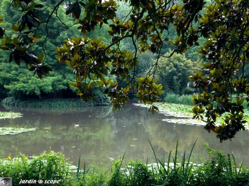 L'île au milieu du plan d'eau plantée de cyprès chauves
