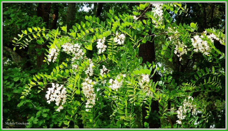 Fleurs d'Acacia 0605156