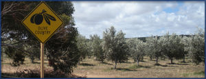olive_country