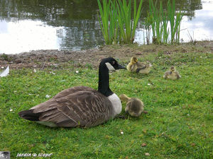 9395_Oie_et_poussins