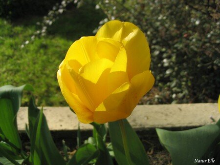 Tulipe_jaune