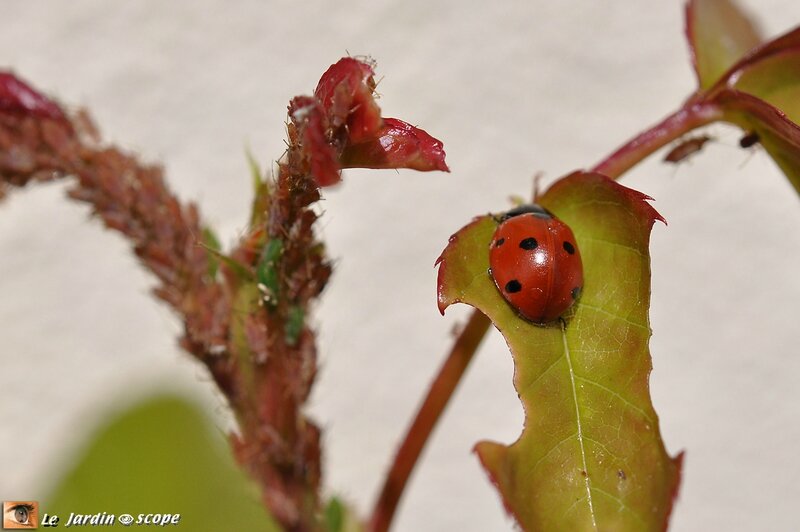 La Coccinelle et les pucerons