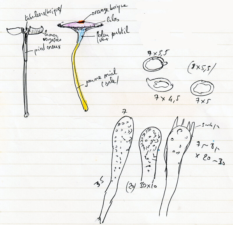 Mycena sp 89_1117 1