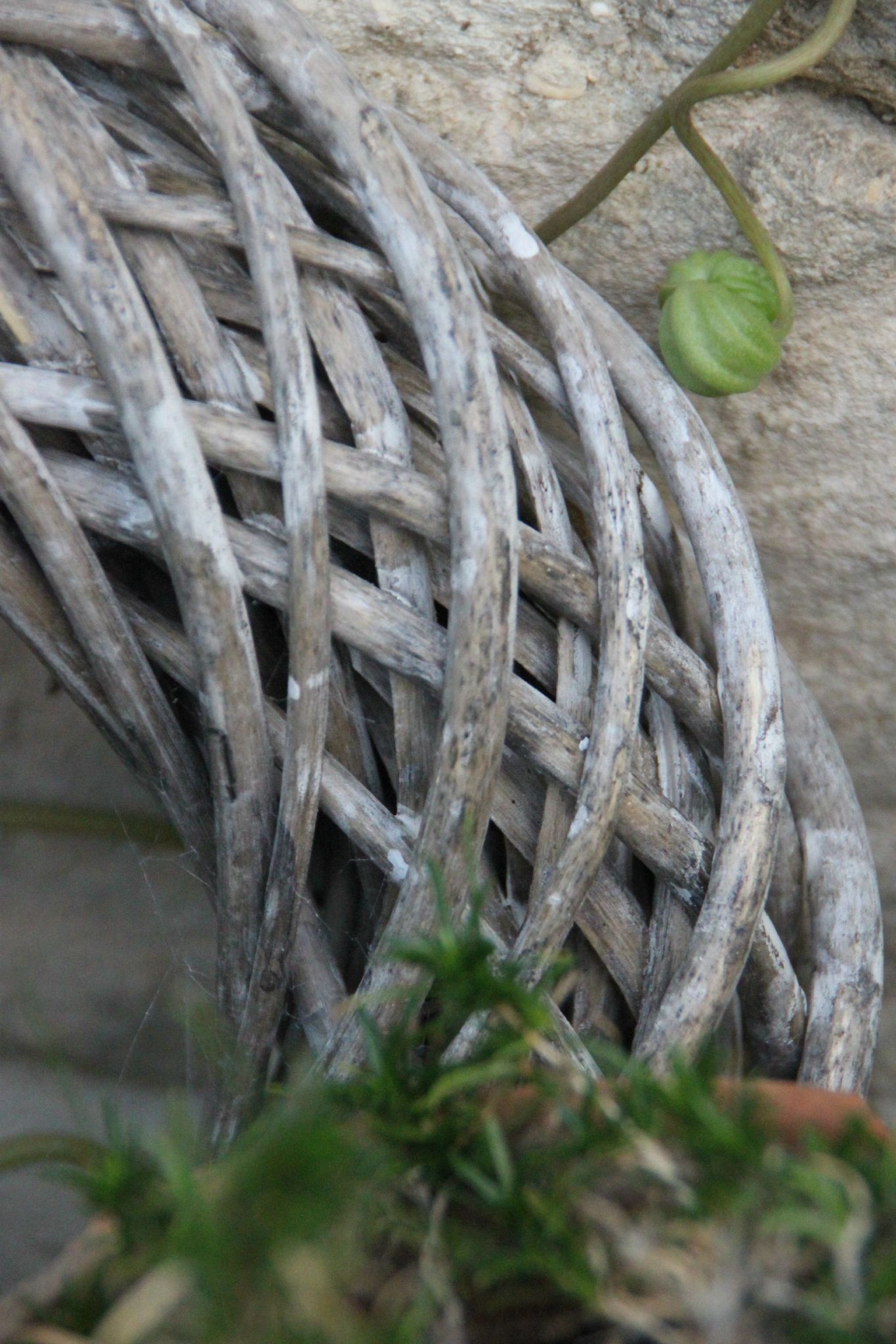Couronne