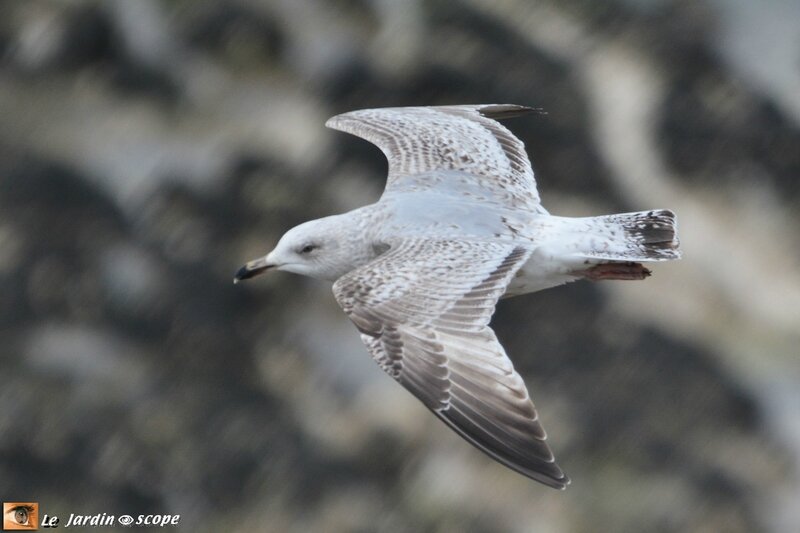4584-Goeland
