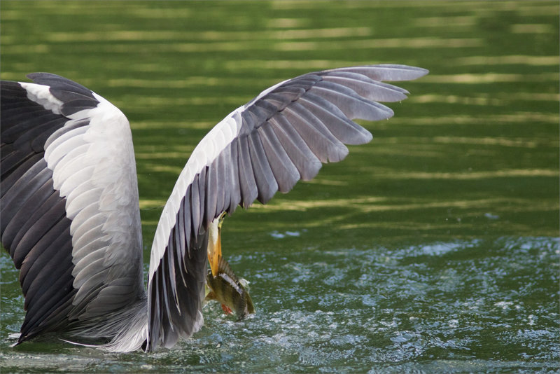 Oiseau héron pêche perche tactique 240721 ym 4