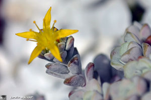 sedum_spathulifolium