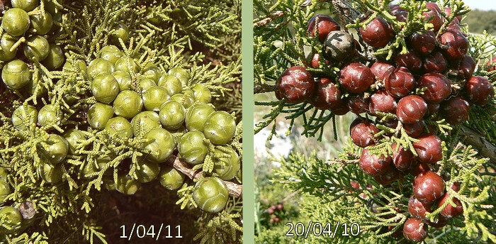 fruits de 6-10 mm d'abord verdâtres rouges et luisants à maturité