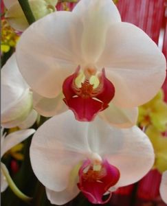 medium_orchidee37