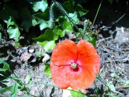 coquelicot