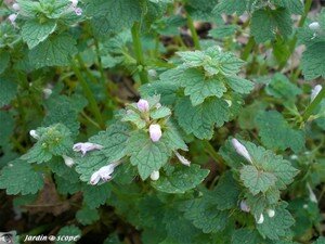 Lamier pourpre • Lamium purpureum