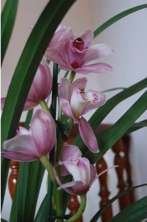 orchids006#001