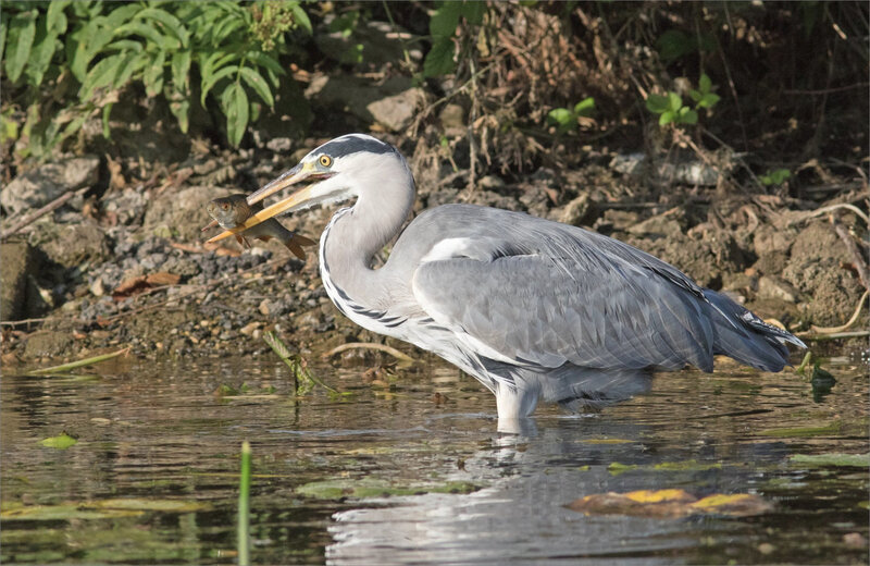 Oiseau héron gros poisson 11 110920 ym