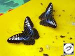 Jardin des papillons Hunawihr 03