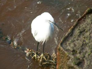 aigrette_web