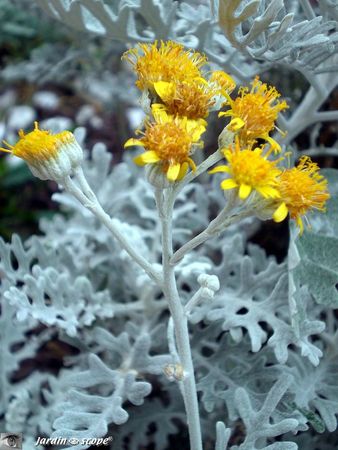 Cineraria maritima