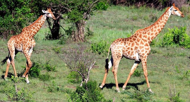 Girafes qui marchent