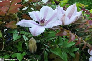 Mahonia-et-clematite-Jean-Paul-II
