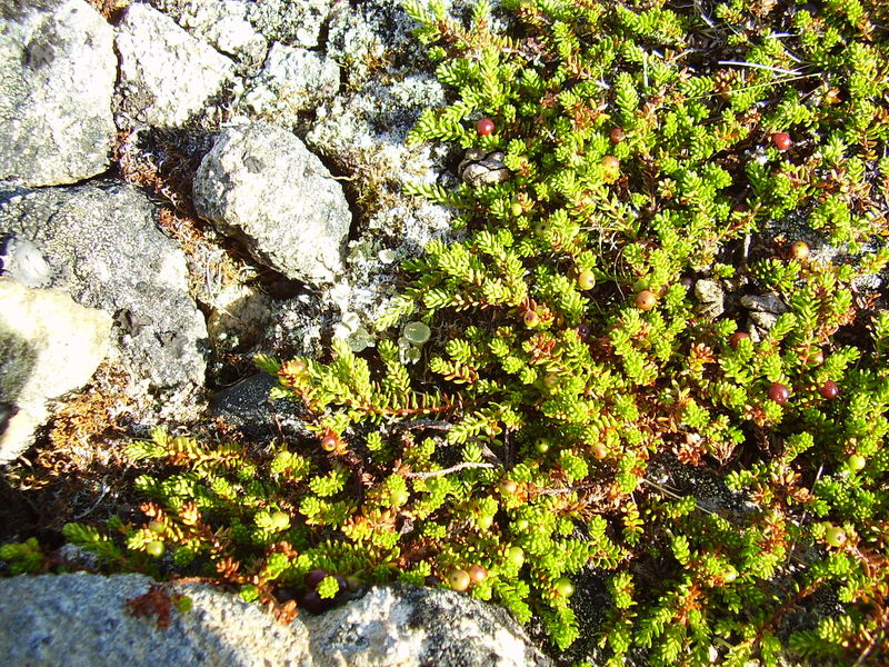 10-08-08 Grotfjord (48)