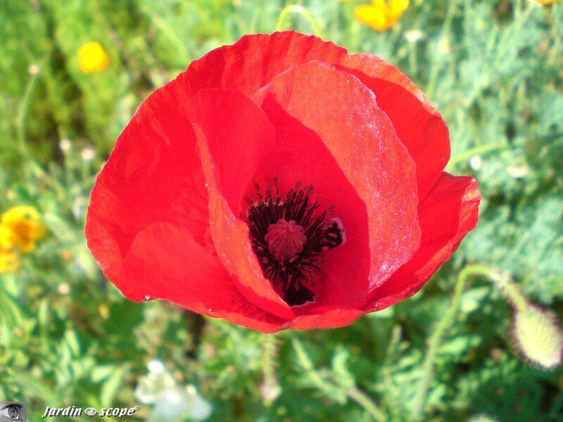Coquelicot