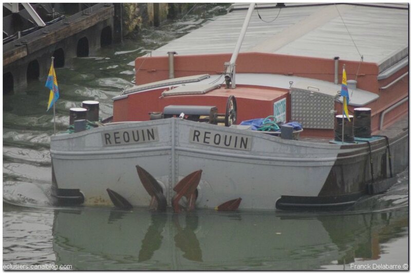 Dauphin Requin 04122013003