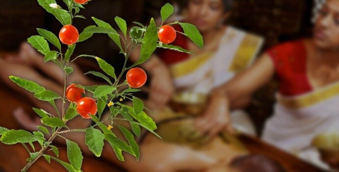 plante-inde_690x350-690x350
