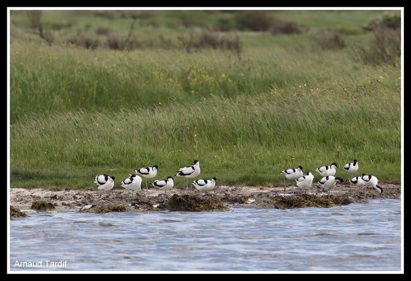 00662 Oléron Avril 2018 - Les Marais du Douhet