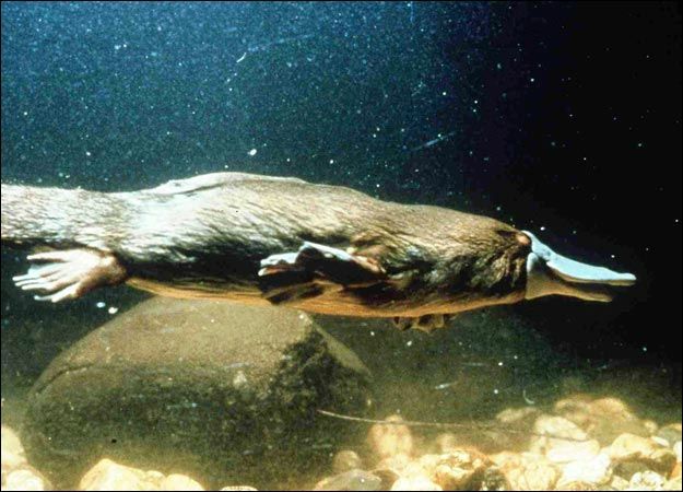 platypus-facts-and-pictures-14[1]