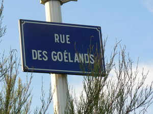 goelands