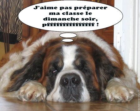 galerie_membre_chien_saint_bernard_copie_de_nyck_dort_011