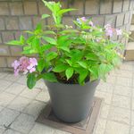 2013-07-0210