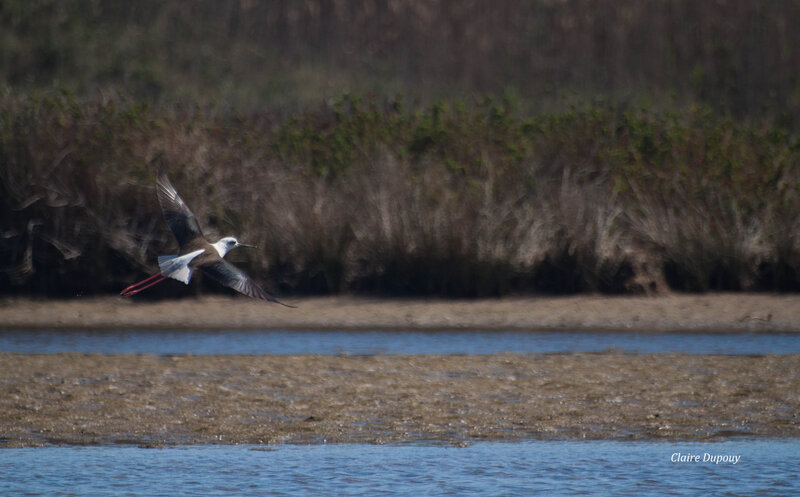 Echasse blanche b3