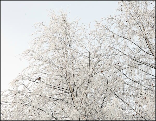 arbre-gele-en-hiver