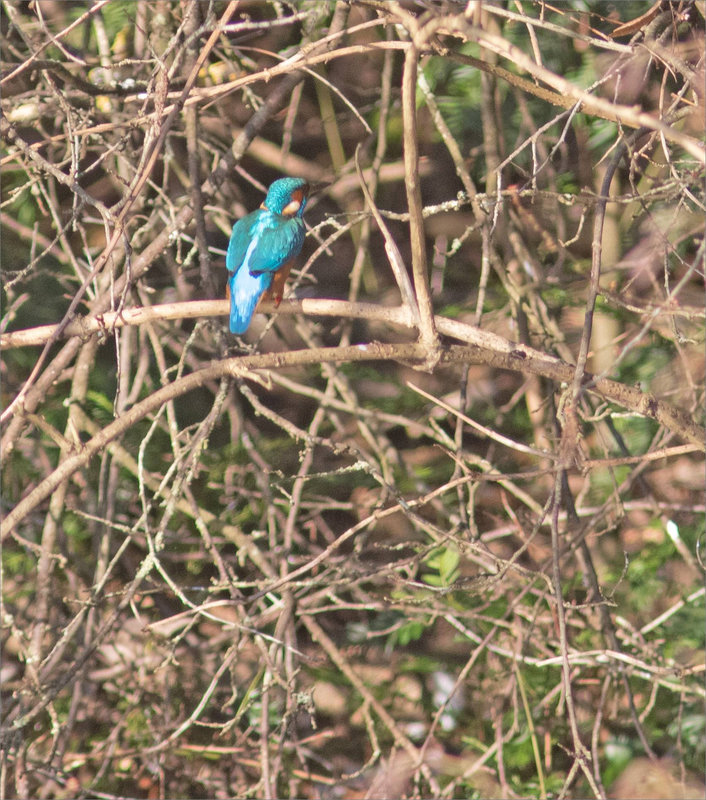 Oiseau MP 5 100223