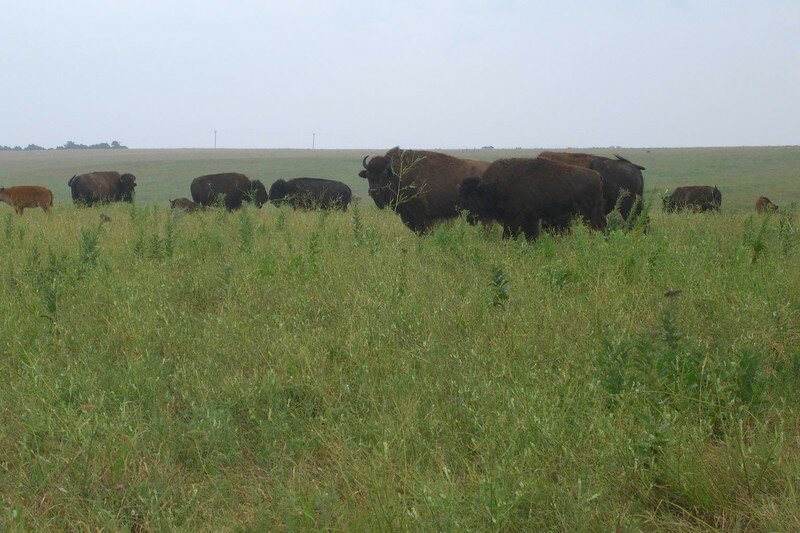 bison09