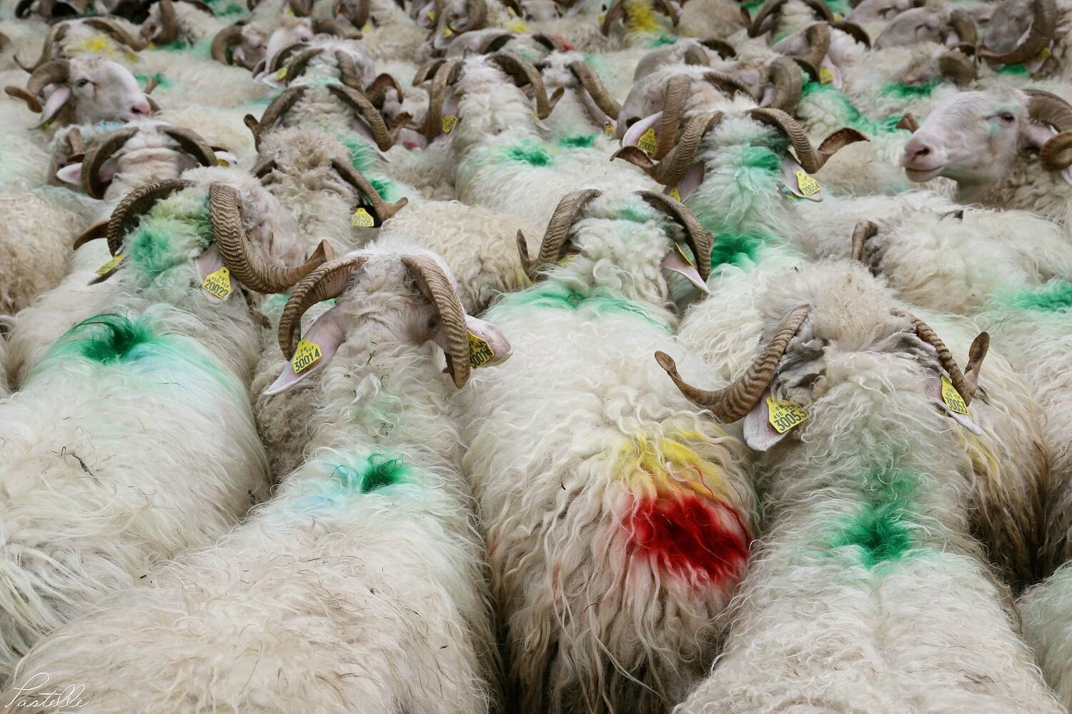 Transhumance_A99A4265