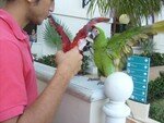 Parrots__2_