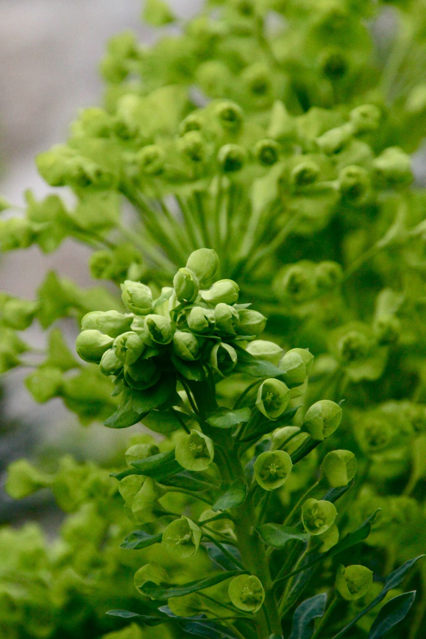 Vert tendre