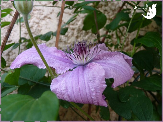 clematite Hagley hybrid 2014 2