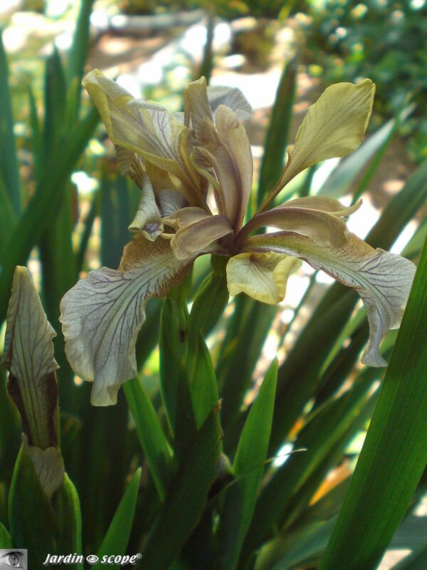 Iris foetidissima f. citrina • Famille des Iridaceae
