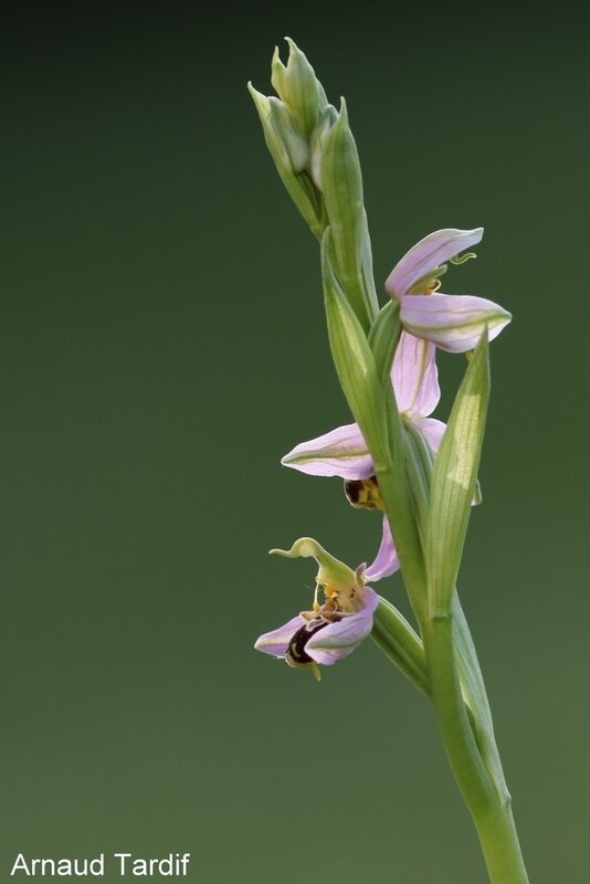 00988 Maison Mai 2020 - Ophrys Abeille - Pied 17