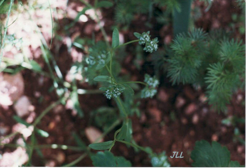 Doucette - Valerianella Locusta