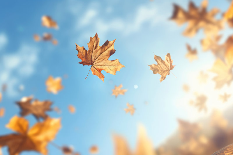 feuilles-automne-seches-flottant-fond-ciel