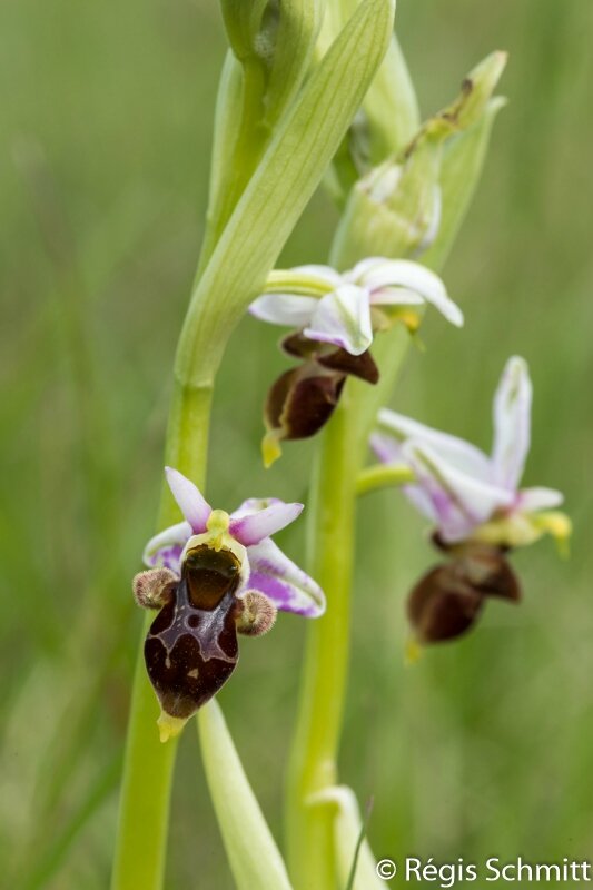 Ophrys scolopax 2016 04 16a1