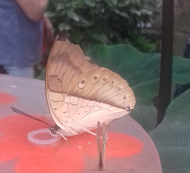 Papillon (16)