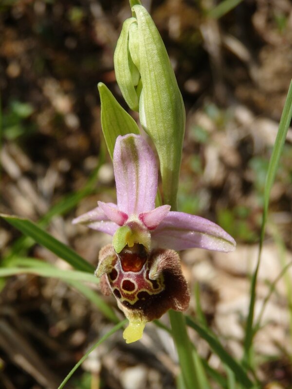 ophrys bourdon (5)