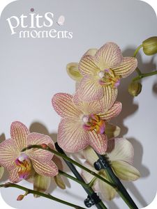 201104_007_image_du_jour___orchid_e_tigr_e