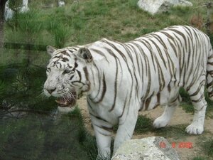 magnifique tigre du bengal