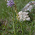 A la découverte des orchidées de la Drôme : l'<b>Orchis</b> x bergonii