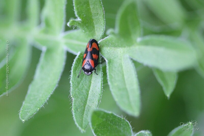 Cercopis vulnerata